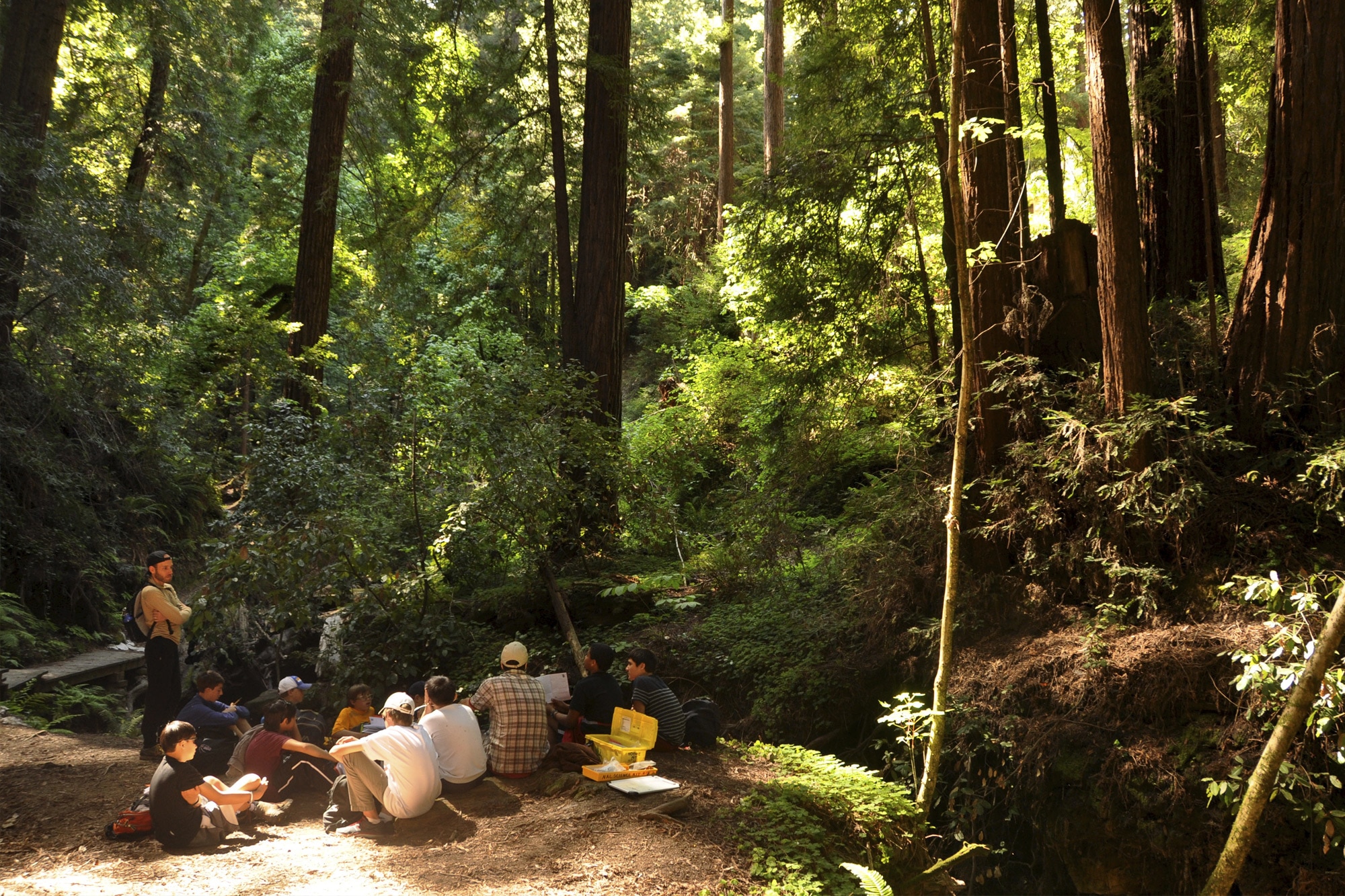 Naturalists at Large, Redwoods